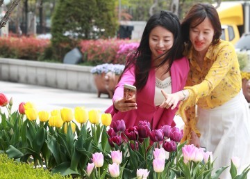 대전 서구, 구청 광장에 ‘튤립 1만 송이’ 만개!