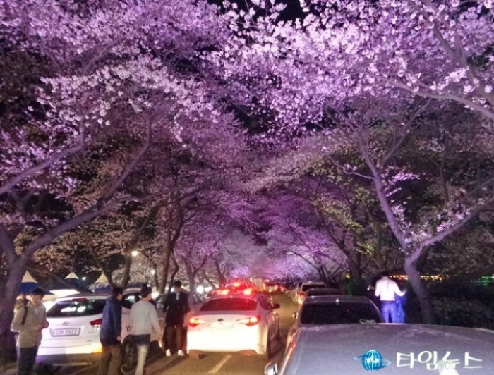 경주시 벚꽃야경과 함께 아름다운 추억을 만들어요