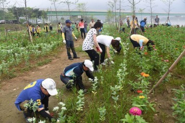 백일홍축제 준비가 한창인 평창