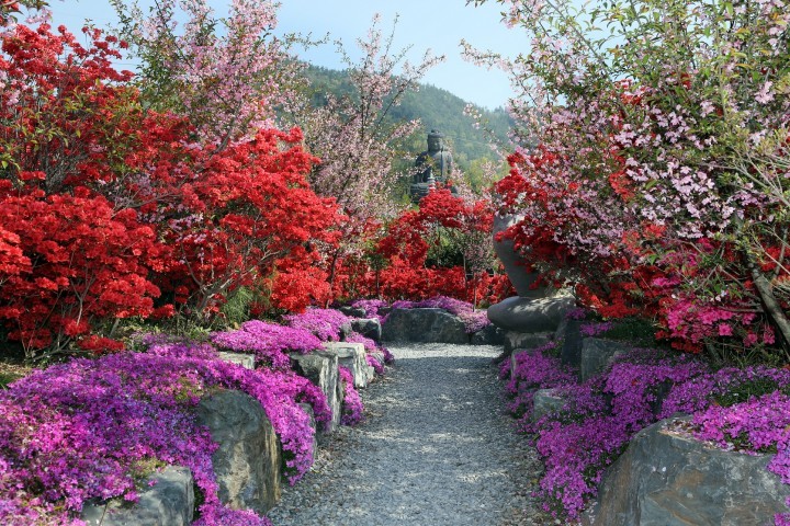 1000만 그루 철쭉의 향연