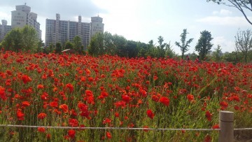 상동호수공원 꽃양귀비, 도당공원에 장미 구경오세요
