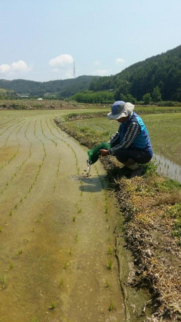 왕우렁이 농법으로 친환경농업 확대