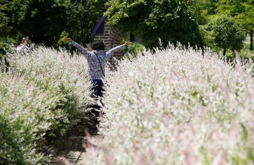 태안 팜카밀레, ‘허브향 가득한 팜카밀레 허브축제’ 개최