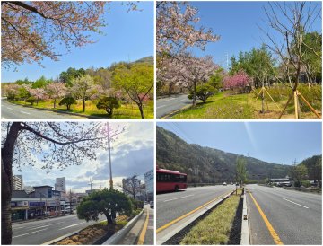 대전 동구, 저관리형 생태숲 조성…녹지 관리 효율화