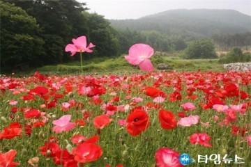 원주 용수골 '꽃양귀비축제' 15일 개최