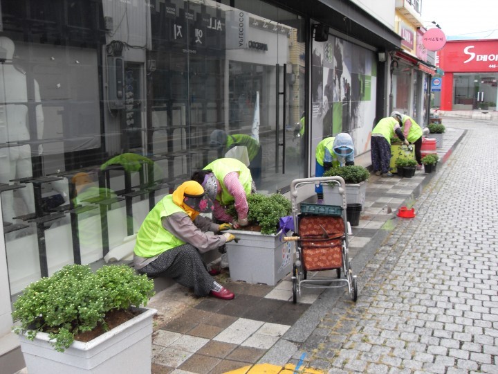중앙동 名品 꽃길, 가을 국화거리 조성