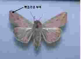  ‘멸강나방 피해 주의’ 당부
