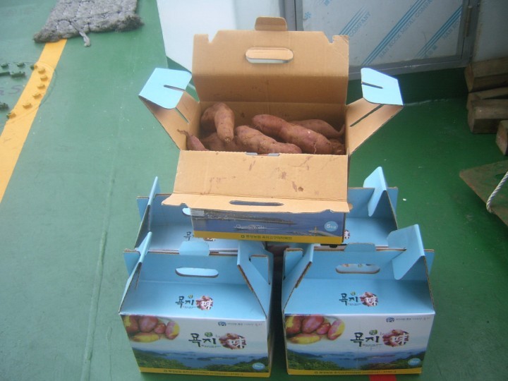 욕지 섬 고구마 첫 수확