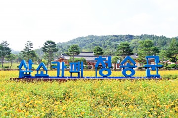 청송 ‘주왕산관광단지’ 황화코스모스 만개중