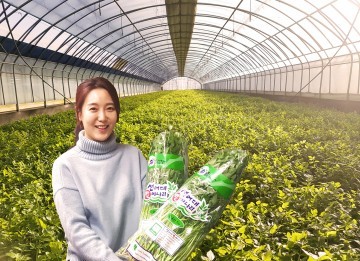 안동 남선 선어대밭미나리, 풍산 아제미나리 겨울철 별미로 각광