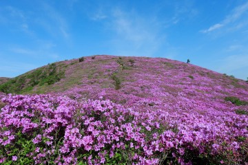 보성군, '제20회 일림산 철쭉문화행사’ 개최    