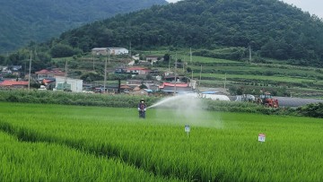 진도군, 벼 병해충 피해 예방 위한 기본방제 기간 운영