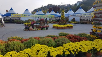 한 송이 국화꽃을 피우기 위해, 영주국화연구회 회원 모집