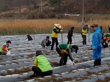 대전 중구, 행복나눔농장 씨감자 식재