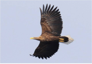 충남발전연구원, 도내 멸종위기 야생동물 51종