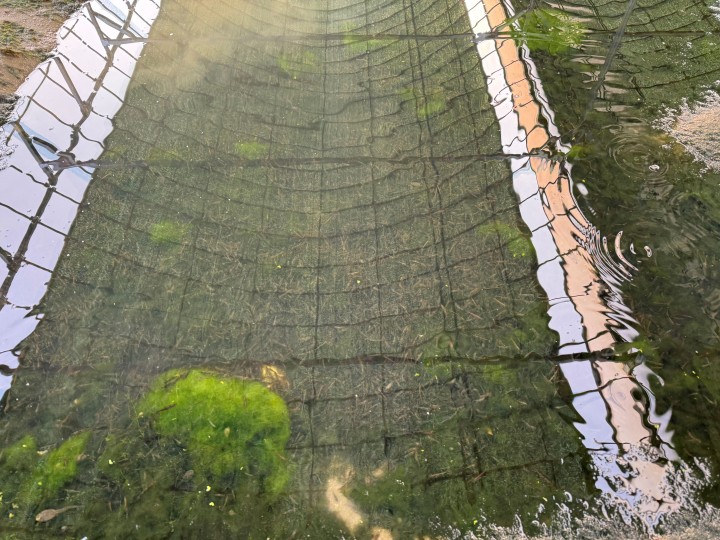 ‘녹조가 금(金) 사료로’…전북도, 친환경 토하 양식 혁신 기술 특허 출원