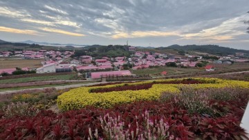 신안군, 섬 맨드라미 축제..섬마을 생활인구 유입 지역경제 활성화