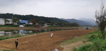 북면 주민자치위원회, 병천천에 유채꽃 식재