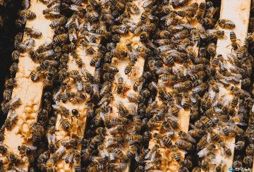 월동 꿀벌 관리로 봉군 피해 예방하기