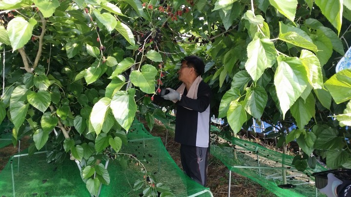 부안군, 제철 맞은 참뽕오디 판로 확보 집중