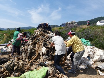 달성군 구지면새마을지도자‧부녀회, 폐비닐 수거작업 실시
