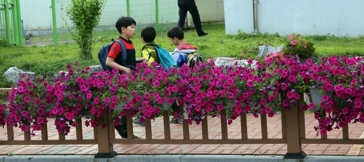 강진군, 도심속 피어나는 1000개 사피니아 향연