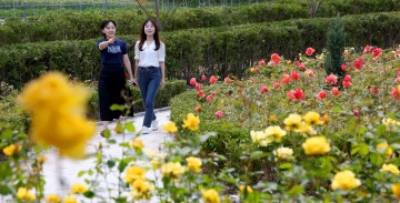 대전 동구, 대청호 가득 채운 장미 물결…장미전시회 개최