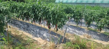 의성군, 고품질 홍고추 수매 본격화  