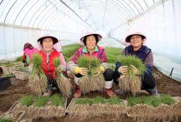 제철맞은 서산 달래, 전국 소비자 입맛 사로잡아