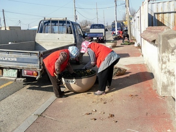 군산시 옥서면, 봄맞이 주요도로변 꽃 식재 