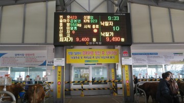 영주시는 매월 15일 영주한우(송아지) 전용 경매시장  운영