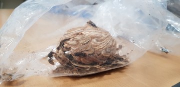 [독자기고]일찍 찾아온 더위에 빨라진 “벌 활동 주의”하세요.