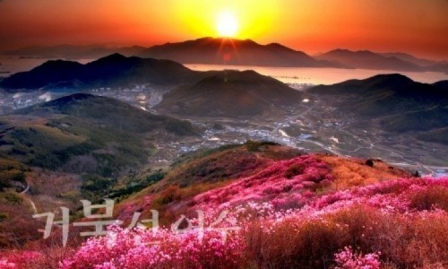 여수시, 영취산 진달래 축제 내달 3일 개최
