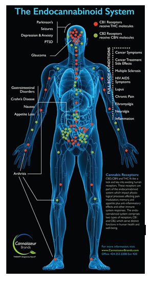[기고] 의료용 대마 법제화로 중증질환자 치료 선택권 보장