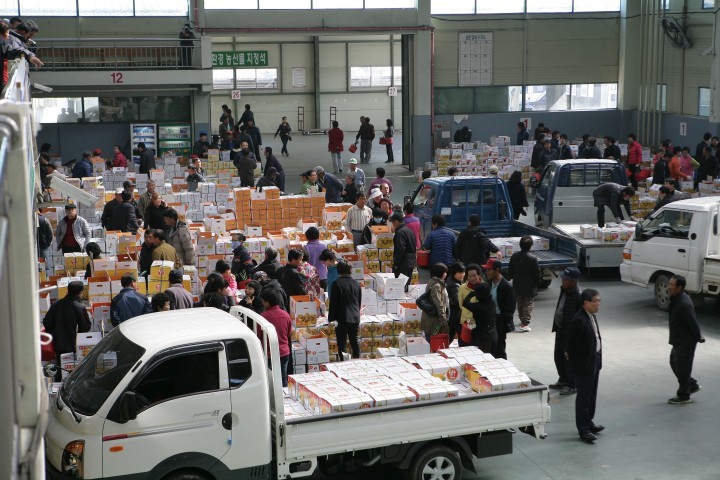 성주 참외  가격 고공행진 산업단지 효과 톡톡