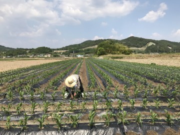 군위군, 전년대비 논에 약120ha 타작물 전환