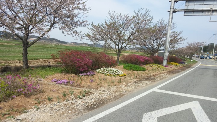 군남면, 영광 찰보리문화축제를 위한 꽃길 조성