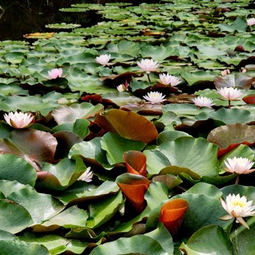 광양시, ‘와우생태호수공원’ 수련 우아한 자태 뽐내
