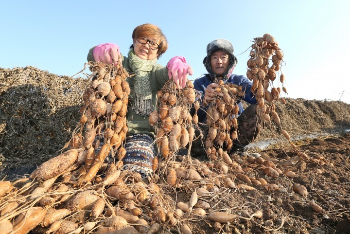 산청군, 겨울철 건강은 아피오스가 지킨다고 전해라~