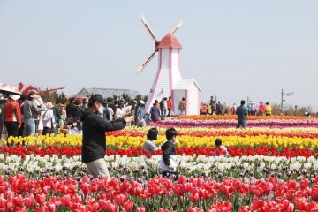 신안군, '제16회 섬 튤립축제' 개막 