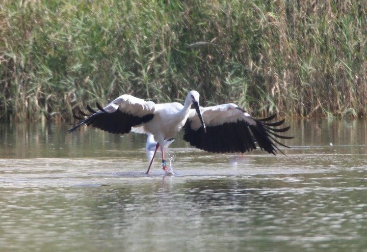 태화강을 다시 찾은 황새, 먹이활동 활발