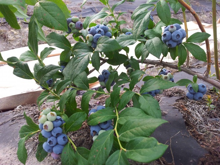 2015년산 울주 블루베리 홍보 시식 행사개최