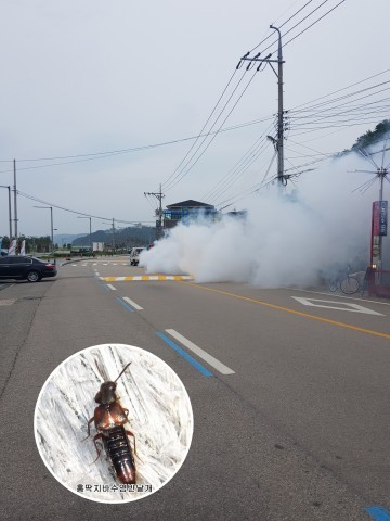 영덕군, 홍딱지바수염반날개  급증에 방역 확대 나서