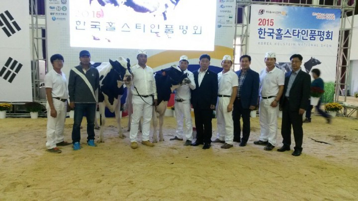 철원젖소 - 「2015 한국홀스타인 품평대회 전국 최다 수상」