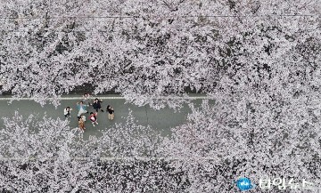 대전 동구, 벚꽃 만개한 대청호 일원…안전관리 ‘총력’
