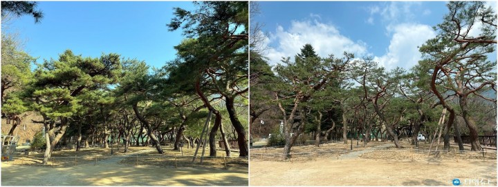 제천 의림지 솔밭공원, 봄맞이 손님맞이 준비 한창
