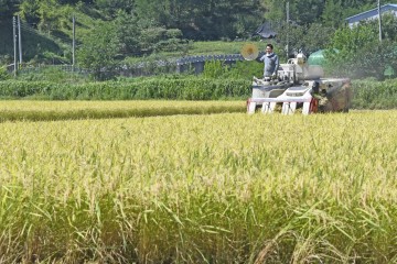 달성군, 대구지역 벼 첫 수확 