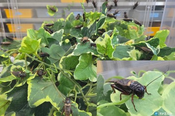 충북농업기술원, 쌍별귀뚜라미 종충 보급 시작… 곤충산업 회복 발판 마련