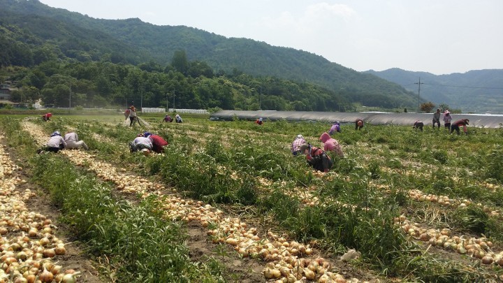 거창군생활개선회, 양파 일손 돕기 나서
