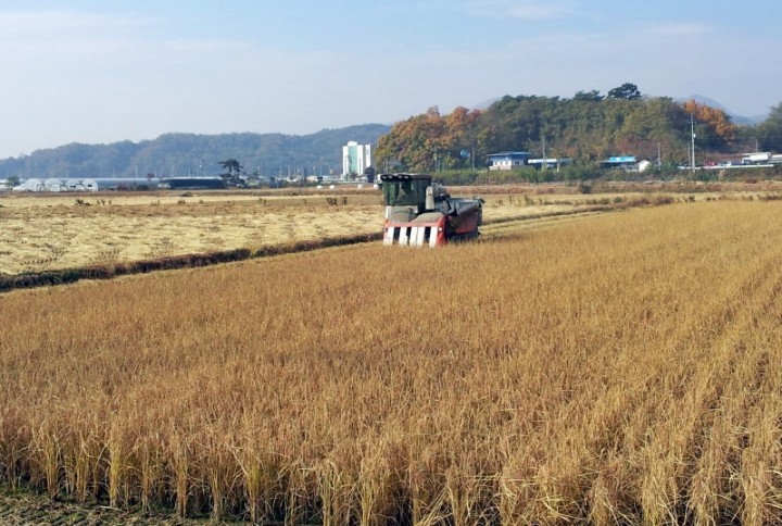 밥 맛좋은 쌀은 수확 후 저장 관리가 중요해
